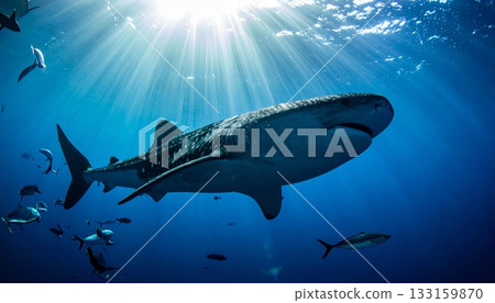 鯨鯊在深海巡遊 2 133159870