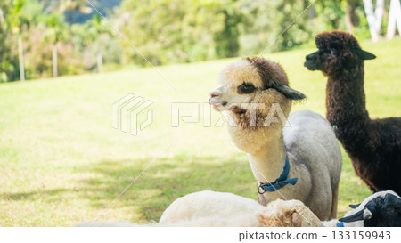 Adorable alpacas resting peacefully on green grass in a serene landscape under bright sunlight with trees in the background creating a calm atmosphere Adorable alpacas resting peacefully on green grass in a serene landscape under bright sunlight with trees in the background creating a calm atmosphere 133159943