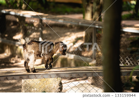 Sweet Baby Goat Walking on the Wooden Plank in a Sunny Zoo Environment Surrounded by Lush Greenery and Natural Elements Sweet Baby Goat Walking on the Wooden Plank in a Sunny Zoo Environment Surrounded by Lush Greenery and Natural Elements 133159944