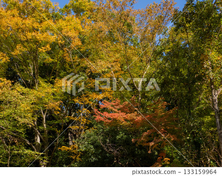 秋天的公園景色,樹木開始變色(千葉縣松戶市,21世紀森林和廣場) 秋天的公園景色,樹木開始變色(千葉縣松戶市,21世紀森林和廣場) 133159964
