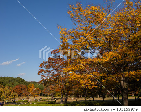 Autumn park scene where the trees are starting to change color (Matsudo City, Chiba Prefecture, 21st Century Forest and Plaza) Autumn park scene where the trees are starting to change color (Matsudo City, Chiba Prefecture, 21st Century Forest and Plaza) 133159979