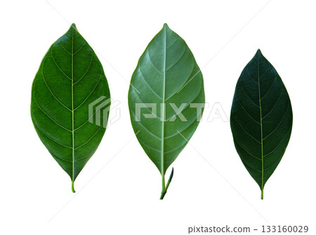 Green leaf set isolated on white background with clipping path Green leaf set isolated on white background with clipping path 133160029