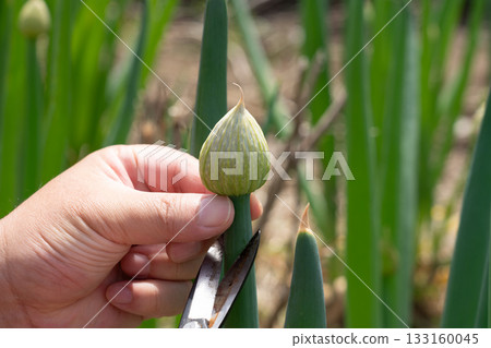 A man harvesting leek buds with scissors. Leek buds (April). Home garden. 133160045
