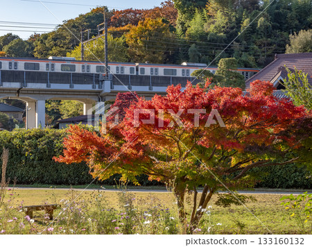 秋天的公園景色，樹木開始變色（千葉縣松戶市，21世紀森林和廣場） 133160132