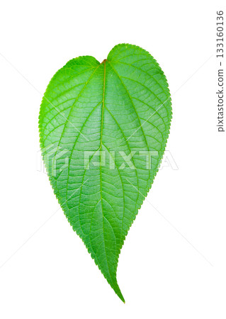 Green leaf isolated on white background, clipping path. Green leaf isolated on white background, clipping path. 133160136