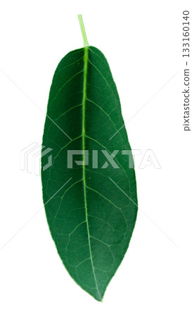 Green leaf isolated on white background, clipping path. Green leaf isolated on white background, clipping path. 133160140