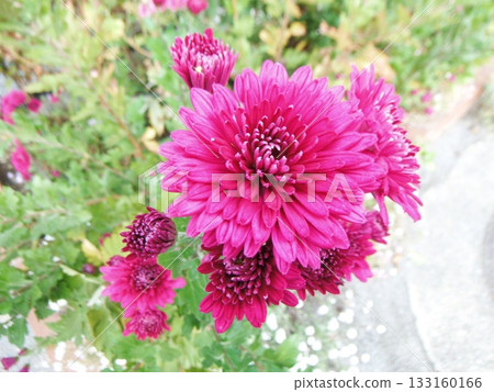 Red dahlia flower Red dahlia flower 133160166