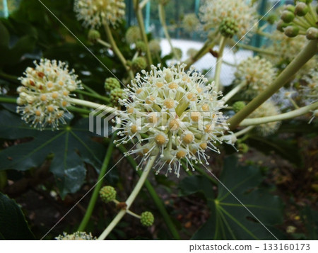 Udo's white flower 133160173