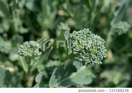 Broccoli cultivation: Broccoli growing from the side, side shoots (April), home garden Broccoli cultivation: Broccoli growing from the side, side shoots (April), home garden 133160236
