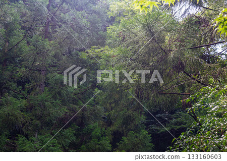 Ichinomiya, Mori-machi, Shuchi-gun, Shizuoka Prefecture Okuni Shrine and its precincts 133160603