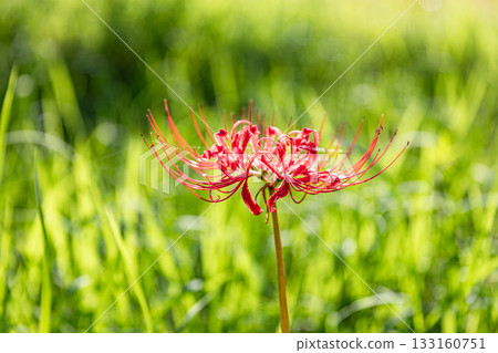 靜岡縣秀知郡森町森裡，盛開的彼岸花美景 133160751
