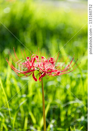 靜岡縣秀知郡森町森裡，盛開的彼岸花美景 133160752