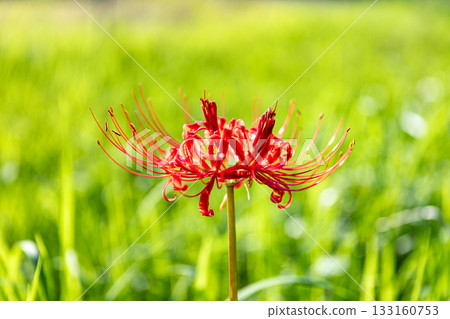 靜岡縣秀知郡森町森裡,盛開的彼岸花美景 靜岡縣秀知郡森町森裡,盛開的彼岸花美景 133160753