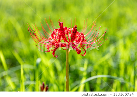 靜岡縣秀知郡森町森裡，盛開的彼岸花美景 133160754