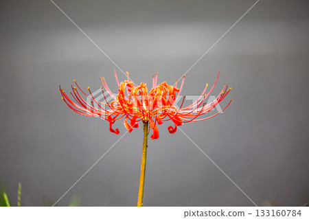 A landscape of blooming red spider lilies in Mori, Morimachi, Shuchi District, Shizuoka Prefecture A landscape of blooming red spider lilies in Mori, Morimachi, Shuchi District, Shizuoka Prefecture 133160784