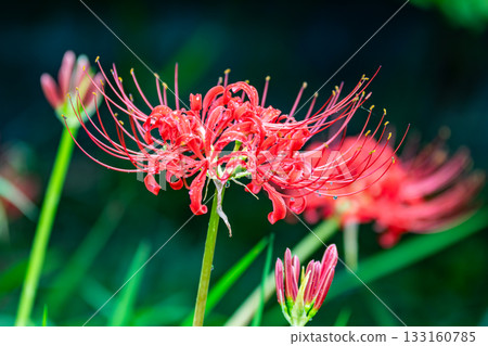 A landscape of blooming red spider lilies in Mori, Morimachi, Shuchi District, Shizuoka Prefecture A landscape of blooming red spider lilies in Mori, Morimachi, Shuchi District, Shizuoka Prefecture 133160785