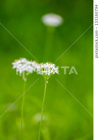 A landscape of blooming red spider lilies in Mori, Morimachi, Shuchi District, Shizuoka Prefecture 133160794