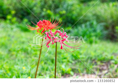 靜岡縣掛川市畑多摩天龍濱名湖鐵道及沿線風景 133160852