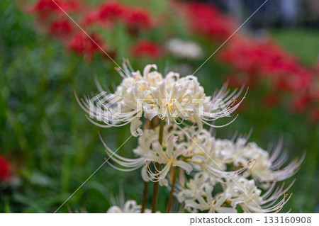 靜岡縣掛川市畑多摩天龍濱名湖鐵道及沿線風景 靜岡縣掛川市畑多摩天龍濱名湖鐵道及沿線風景 133160908