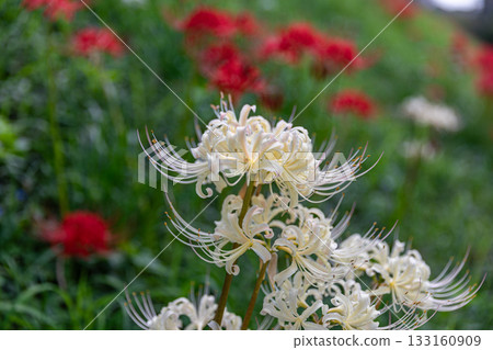 靜岡縣掛川市畑多摩天龍濱名湖鐵道及沿線風景 133160909