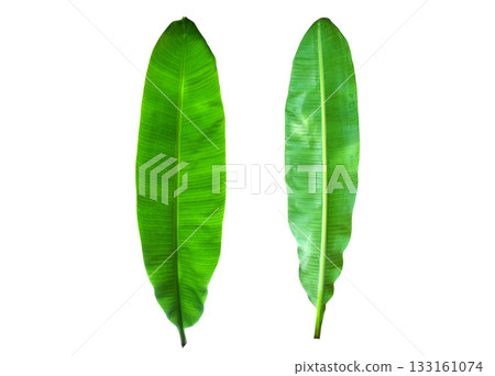 Banana leaves isolated on white background with clipping path Banana leaves isolated on white background with clipping path 133161074