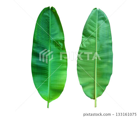 Banana leaves  isolated on white background with clipping path 133161075