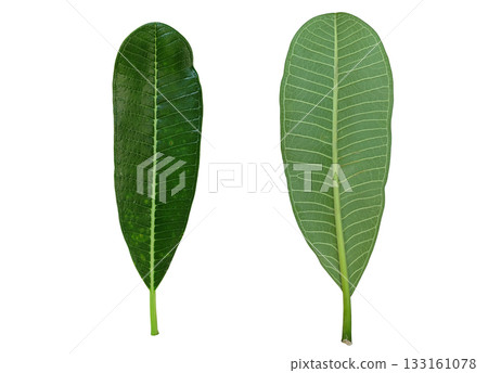 Close up plumeria leaves isolated on white background with clipping path Close up plumeria leaves isolated on white background with clipping path 133161078