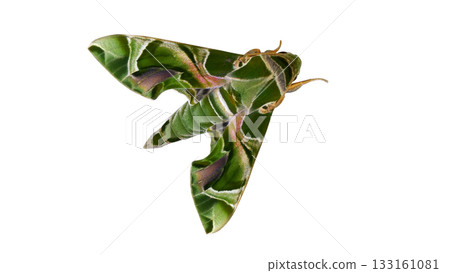Daphnis nerii The Oleander Hawk-moth isolated on white background with clipping path 133161081