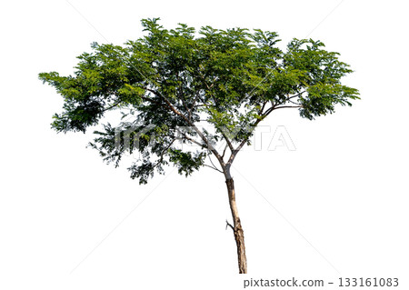 Tree isolated on white background with clipping path, Single tree Tree isolated on white background with clipping path, Single tree 133161083