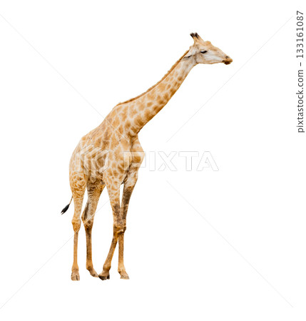 Giraffe isolated on white background with clipping path Giraffe isolated on white background with clipping path 133161087