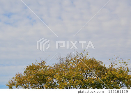 Blue sky and trees in early winter Blue sky and trees in early winter 133161129