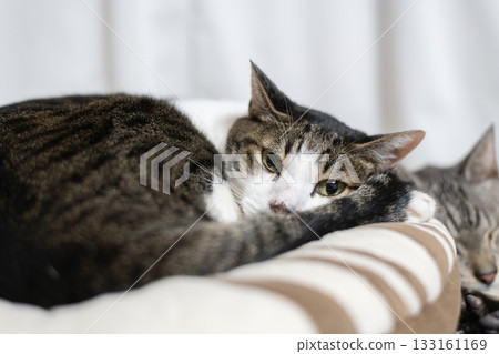 Cat relaxing by the window Kijitora Shiro 133161169