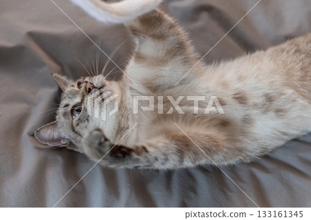 Cat playing with toys Cat playing with toys 133161345