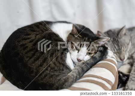 Cat relaxing by the window Kijitora Shiro Cat relaxing by the window Kijitora Shiro 133161350
