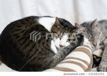 Cat relaxing by the window Kijitora Shiro Cat relaxing by the window Kijitora Shiro 133161351