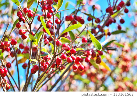 紅木果(秋季,11月) 紅木果(秋季,11月) 133161562