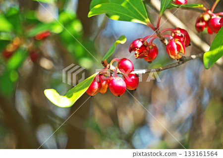 紅木果(秋季,11月) 紅木果(秋季,11月) 133161564