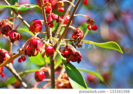 Red Mokkoku fruit (autumn, November) 133161566