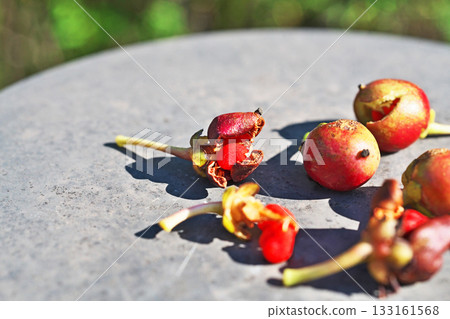 Red Mokkoku fruit (autumn, November) 133161568