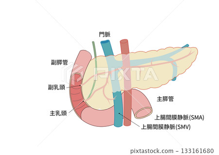 胰臟和十二指腸示意圖 胰臟和十二指腸示意圖 133161680