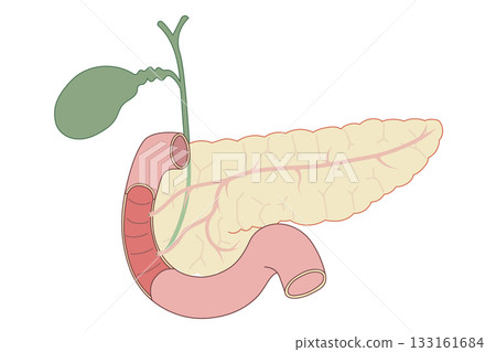 Illustration of the pancreas and gallbladder, bile duct and duodenum Illustration of the pancreas and gallbladder, bile duct and duodenum 133161684
