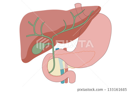 Illustration of the pancreas and gallbladder, stomach, liver, and duodenum Illustration of the pancreas and gallbladder, stomach, liver, and duodenum 133161685
