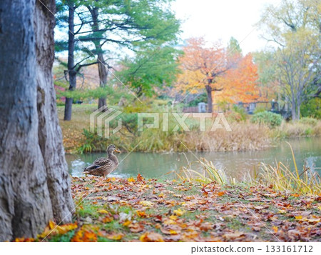 Sapporo Nakajima Park Cute Mallards 133161712