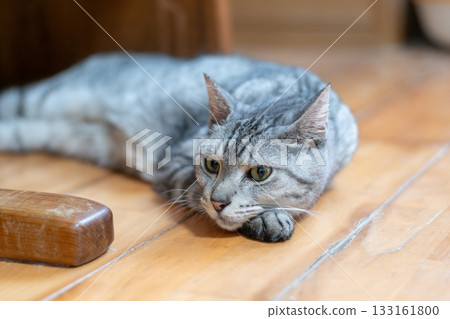 Cat lying on the floor, brown tabby cat 133161800