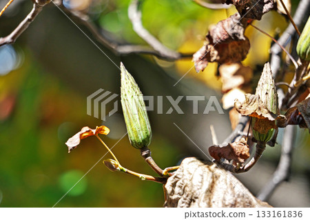 Yellow-green tulip tree fruit (autumn, November) Yellow-green tulip tree fruit (autumn, November) 133161836