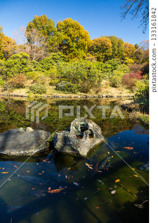 Autumn at Akagi Nature Park, Rhododendron Garden Pond, Gunma Prefecture 133161842