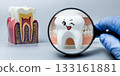 Happy Cartoon Tooth and Dental Anatomy Model Seen Through Magnifying Glass 133161881