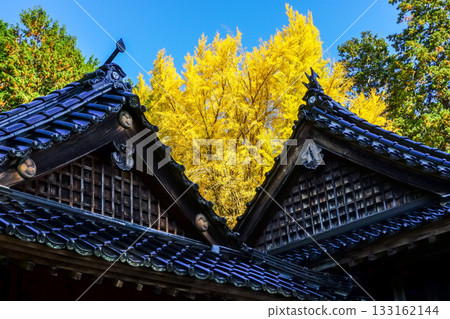 A splendid yellow ginkgo tree towers behind the worship hall at Takada Shrine in Maniwa, Okayama Prefecture 133162144