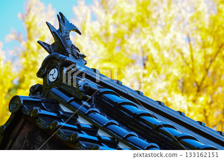 A splendid yellow ginkgo tree towers behind the worship hall at Takada Shrine in Maniwa, Okayama Prefecture 133162151
