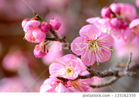 Close-up of blooming plum blossoms at Nagaoka Plum Grove 133162350
